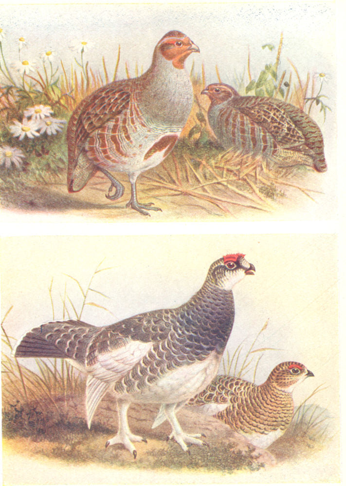 BRITISH BIRDS. Partridge; Ptarmigan (Summer) . THORBURN 1925 old vintage print